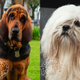 From left: Trusty and Peg in the live-action remake of Lady and the Tramp.